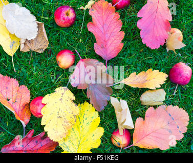 Äpfel und Blätter auf Gras im Herbst. Großbritannien Stockfoto