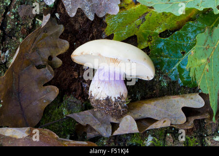 Lepista Saeva Pilz oder Pied Bleu Speisepilze Stockfoto