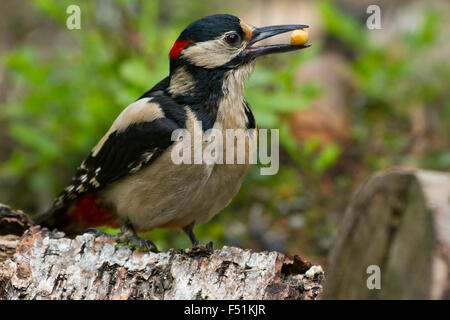 Buntspecht (Dendrocopos großen) mit Nahrung im Schnabel, Kainuu, Nord Karelien, Finnland Stockfoto