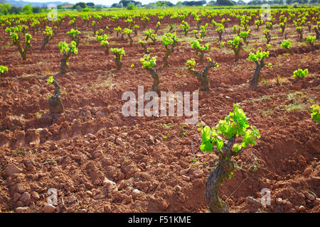 La Rioja-Weinberg-Felder in der Art von Saint James Stockfoto