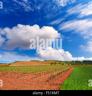 La Rioja Weinberg Felder durch den Jakobsweg in Logrono Stockfoto