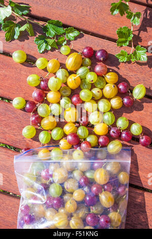 Rote, gelbe und grüne Stachelbeeren sammeln in einer Plastiktüte Stockfoto