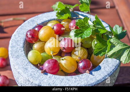 Gelbe, rote und grüne Stachelbeeren, Ribes Uva-Crispa, in einem Stein Schüssel Stockfoto