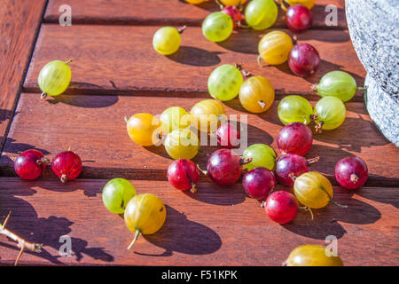 Rote, gelbe und grüne Stachelbeeren, Ribes Uva-Crispa, auf hölzernen Hintergrund Stockfoto