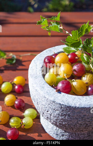 Gelbe, rote und grüne Ribes Uva-Crispa Stachelbeeren in einen Stein Schüssel Stockfoto