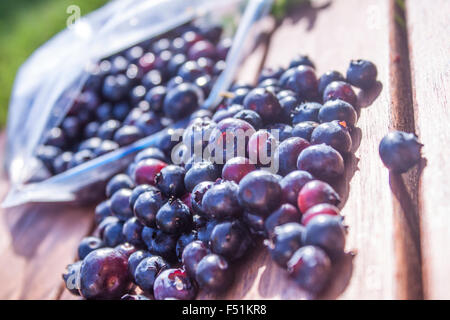 Kommissionierung Vaccinium Corymbosum, Heidelbeeren in einer Plastiktüte Busch Stockfoto