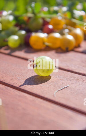 Grüne Ribes Uva-Crispa Stachelbeeren, vor rote und gelbe Stachelbeeren Stockfoto