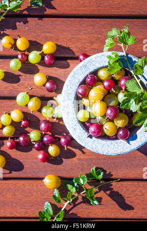 Rote, grüne und gelbe Stachelbeeren, Ribes Uva-Crispa, in einem Stein Schüssel Stockfoto