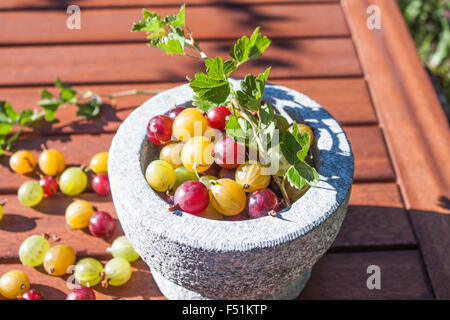 Rote, gelbe und grüne Ribes Uva-Crispa Stachelbeeren in einen Stein Schüssel Stockfoto