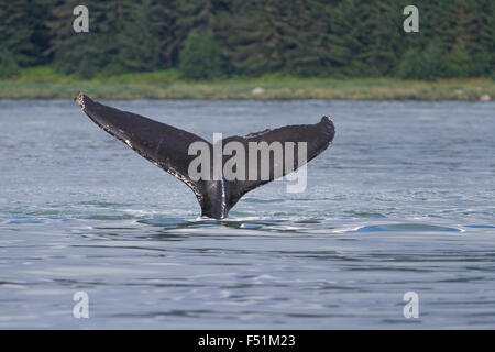 Humpback Whale tail Egel in Alaska Gewässern Stockfoto