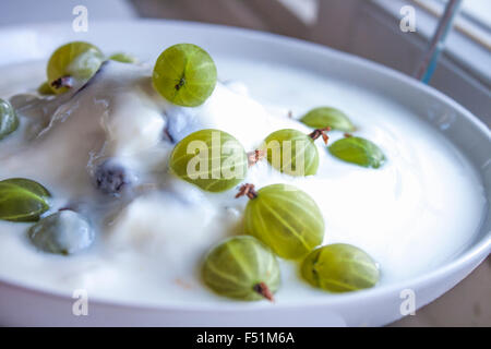 Grüne Stachelbeere, Ribes Uva-Crispa Joghurt, auf einem weißen Teller mit blauen Heidelbeeren Stockfoto