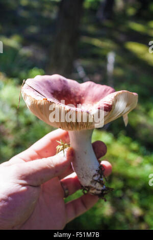 Eine Hand Futtersuche alte Milch-Kappe Pilze im Wald Stockfoto