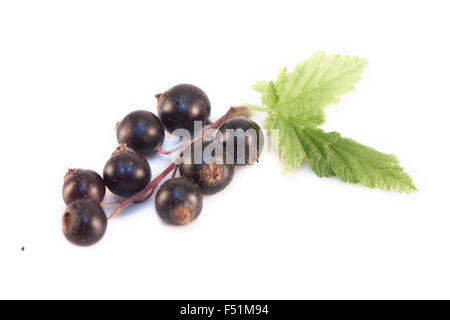 Ribes Nigrum schwarze Johannisbeere, isoliert auf weißem Hintergrund Stockfoto
