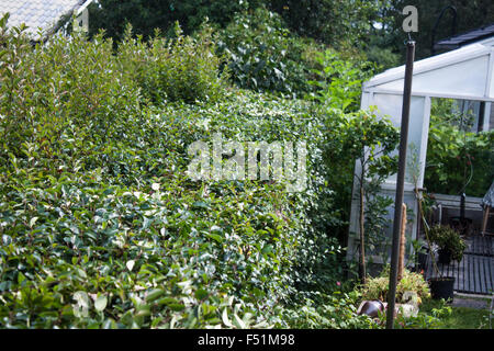 Getrimmten Büschen, in einem Gewächshaus im Garten Stockfoto