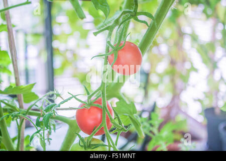 Ein Gewächshaus voller Tomatenpflanzen, mit grünen und roten Tomaten Stockfoto