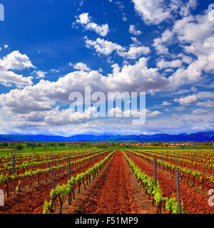 La Rioja Weinberg Felder durch den Jakobsweg in Logrono Stockfoto