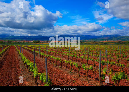 La Rioja Weinberg Felder durch den Jakobsweg in Logrono Stockfoto