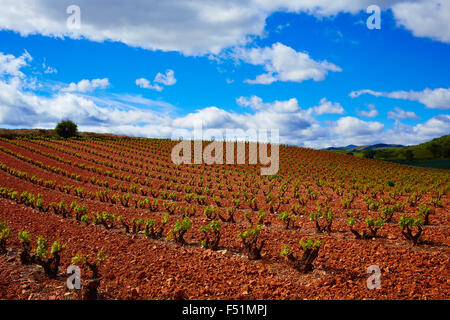 La Rioja Weinberg Felder durch den Jakobsweg in Logrono Stockfoto