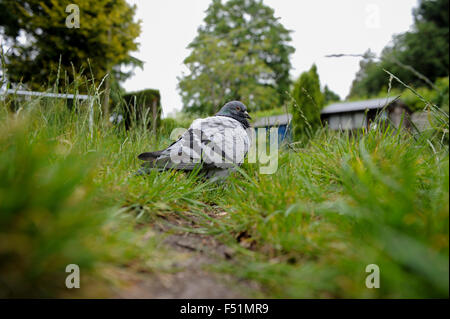 Racing Taube verloren im Garten ruhenden Stockfoto