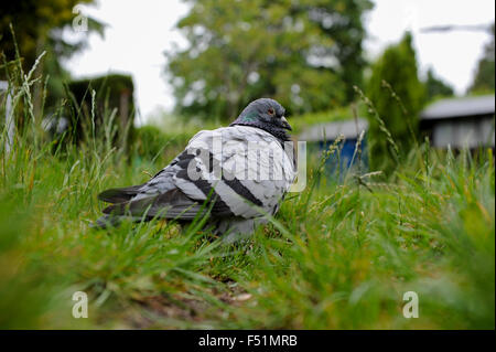 Racing Taube verloren im Garten ruhenden Stockfoto