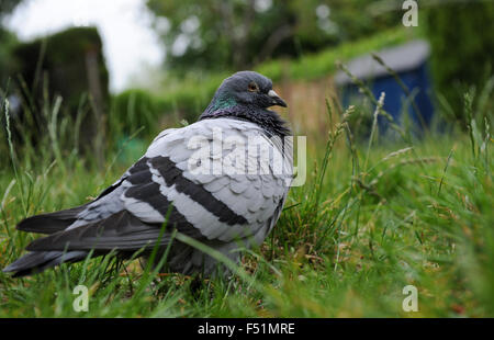 Racing Taube verloren im Garten ruhenden Stockfoto