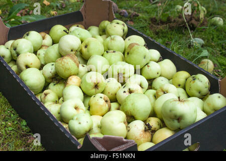 Einen Karton voller grüner Malus domestica Stockfoto