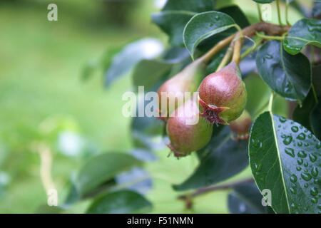 Pyrus Communis, Birnen an einer Pflanze, in einem Garten Stockfoto