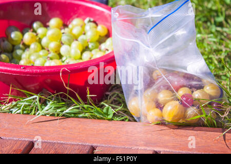 Grüne, rote und gelbe Stachelbeeren, in einer Box und eine Plastiktüte Kommissionierung Stockfoto