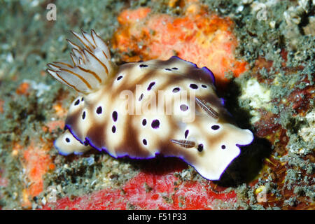 Hypselodoris Tryoni Nacktschnecken, früher bekannt als Risbecia Tryoni, Lembeh Strait, Indonesien Stockfoto