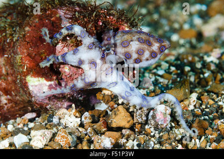 Blau beringte Krake (Hapalochlaena sp) in eine Flasche, Lembeh Strait, Sulawesi, Indonesien Stockfoto