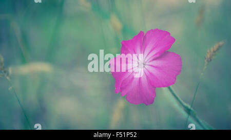 Abstrakte verschwommene Blume Hintergrund mit lila Blumen Stockfoto