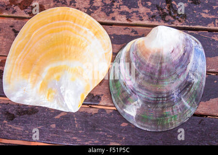 Zwei bunte, schöne Meer Austernschalen in Phu Quoc, Vietnam Stockfoto