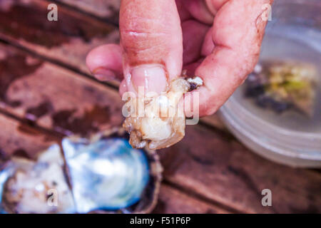 Eine frische weiße Auster Perle in einem mans Hand Stockfoto