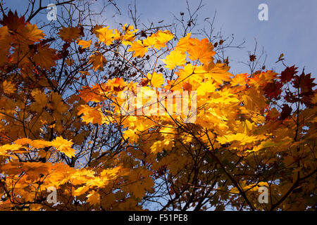 Acer Japonicum Vitifolium. Downy japanische Ahorn im Herbst Stockfoto