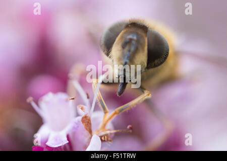 Honigbiene, die Ernte von Pollen eine lila Blume Stockfoto