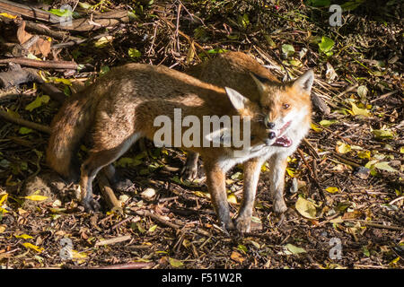 Tottenham, London, UK, 26. Oktober 2015. Zwei Siedlungsfüchse toben zusammen in einem sonnigen Herbst Garten in Tottenham, London. Bildnachweis: Patricia Phillips/Alamy Live-Nachrichten Stockfoto