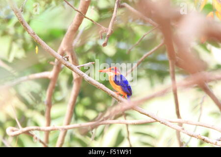 African Pygmy Kingfisher (Ispidina Picta) in Ghana Stockfoto