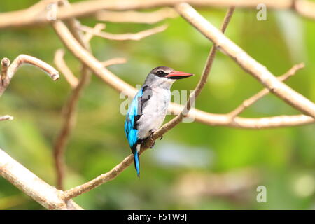 Woodland Kingfisher (Halcyon Senegalensis) in Ghana Stockfoto