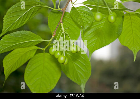 Nahaufnahme der grünen Kirschen Stockfoto