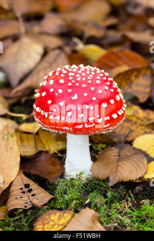 Einziges Exemplar des Fliegenpilzes Fliegenpilz, Amanita Muscaria, wächst im Wurzelraum unter Birken Stockfoto