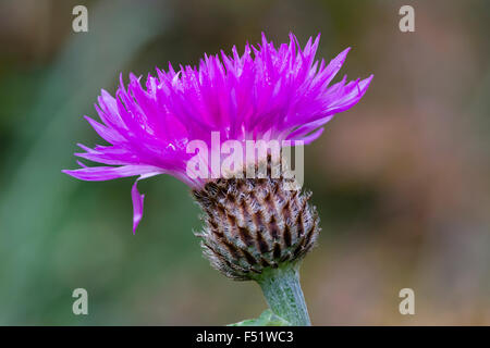 Einzelne Blume von der persischen Kornblume, Centaurea dealbata Stockfoto