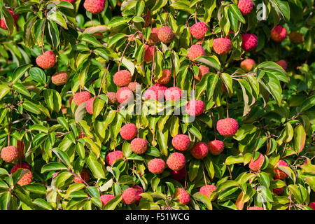 Herbst Früchte der blühende Hartriegel, Cornus 'Norman Hadden' Stockfoto