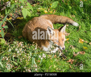 Siedlungsfüchse, London, UK, 26. Oktober 2015. Ein urban Fuchs saugt die Sonne in einem Garten in Tottenham, London. Bildnachweis: Patricia Phillips/Alamy Live-Nachrichten Stockfoto