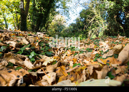 Ein Blick aus dem Waldboden in Wolverhampton West Midlands UK Stockfoto