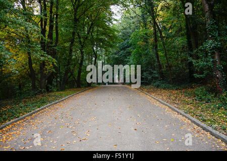 Straße durch Wald Anfang Herbst Vegetation und Bäume, Kollenberg, Sittard, Niederlande. Stockfoto