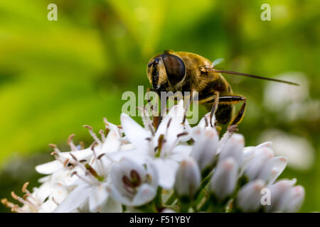 Enge, Detail von einer Biene-Schwebfliege (Volucella Bombylans) ernähren sich von Nektar aus einer Blume weiß Stängelpflanzen. Stockfoto