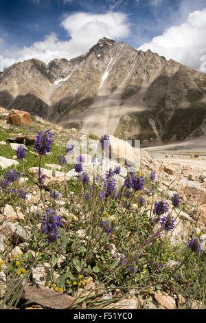 Indien, Himachal Pradesh, Lahaul Valley, Chhota Dara, lange stemmed lila Blumen wachsen unter harten Bedingungen Stockfoto
