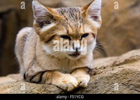 Sand-Katze (Felis Margarita) geneigt mit Gesicht und Paw Detail. Stockfoto