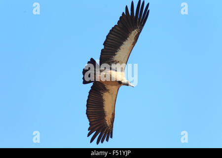 Afrikanische Weißrückenspecht Geier (abgeschottet Africanus) in Ghana Stockfoto