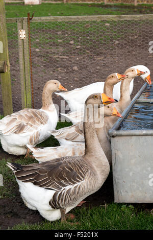 Gänse aufgereiht Trinkwasser auf einer Farm in Wolverhampton West Midlands UK Stockfoto